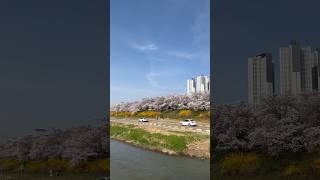 Cherry blossom Korea