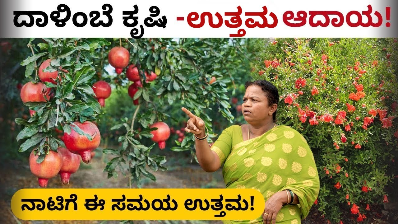 Pomegranate Farming In Kannada | Yield, Profit, Expenses and Marketing Details | ದಾಳಿಂಬೆ ಕೃಷಿ