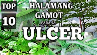 TOP 10 MEDICINAL PLANTS FOR TREATING STOMACH ULCER | HALAMANG GAMOT PARA SA ULCER | Homefoodgarden screenshot 2