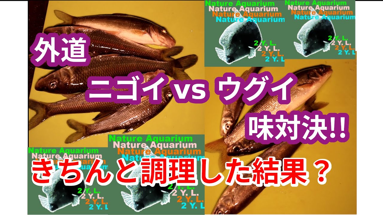 外道 ニゴイ ウグイ 味対決 きちんと調理してみた結果 Youtube