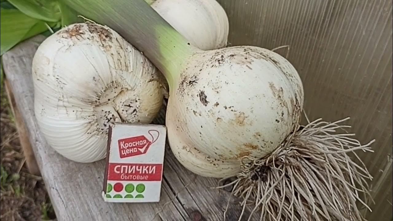 Чеснок медвежий коготь описание сорта фото отзывы. Чеснок медвежий коготь описание сорта фото отзывы. Чеснок медвежий коготь описание сорта фото отзывы. Медвежий чеснок. Чеснок сорт богатырь.