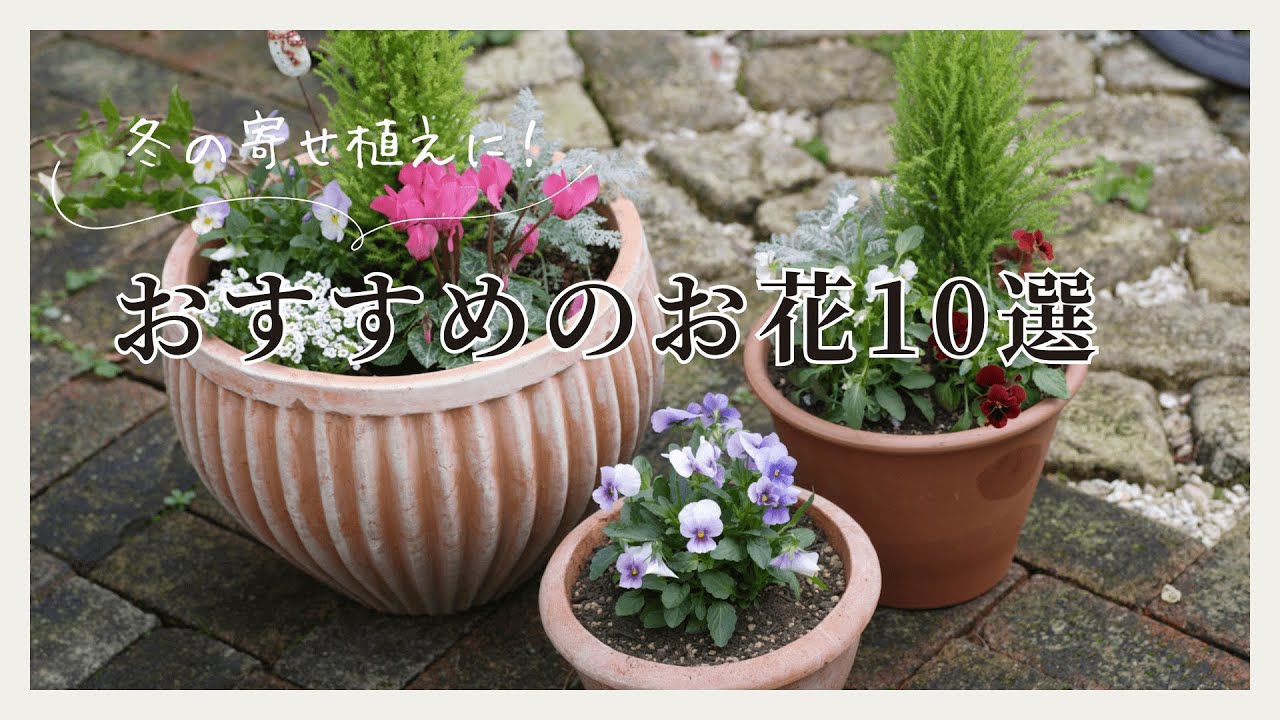 冬の寄せ植えにおすすめのお花10選！ - YouTube
