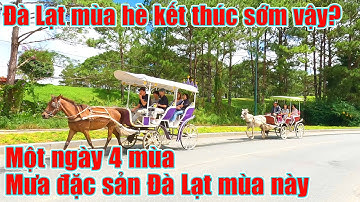 Đà Lạt mùa hè kết thúc rồi sao? Mưa là đặc sản mùa này!