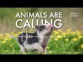 Understanding how animals really think and feel | Animals Are Calling #podcast