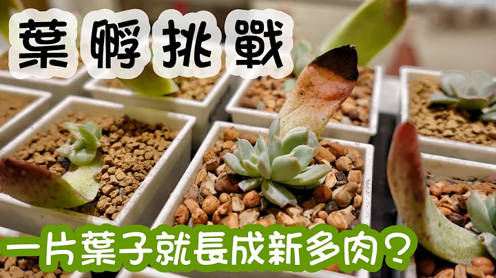 【多肉实验室】A&Y叶孵挑战！一片叶子就能长成新的多肉？Propagate Succulents from Leaves - 天天要闻