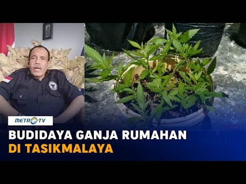 Video: Cara Menumbuhkan Ganja Medis Berkualitas