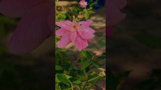 😍iPhone 6s Plus❤️After camera quality😍 8 years 🫶🫡 #shorts #viral