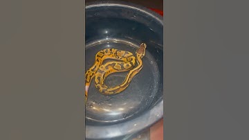 Pumpkin Pied Female #shortsvideo #snake #albino #pet #reptiles #animals #ballpython #washington