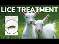 Lice Treatment for GOATS with CYLENCE | Parasites in Goats | How to get rid of lice in goats |