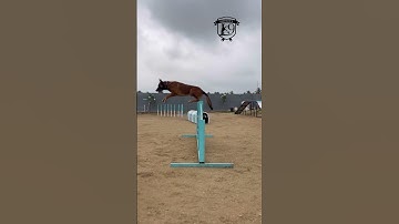 🔥Shadow 🔥Agility full video soon #dogs #belgianmalinois  #dogs #shemeeksk9