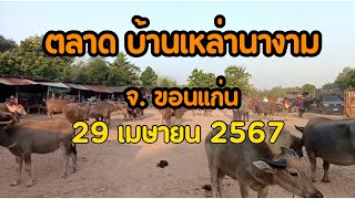 ราคาควายวันนี้ที่ ตลาดบ้านเหล่านางาม วันที่29 เมษายน 2567 | ฟาร์มมงคลชัย