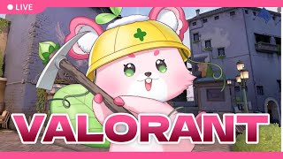 【VALORANT】プラチナ帯コンペ！落ち着いて丁寧にやります！【ラビィ・ビィ/CHUMPLANET】