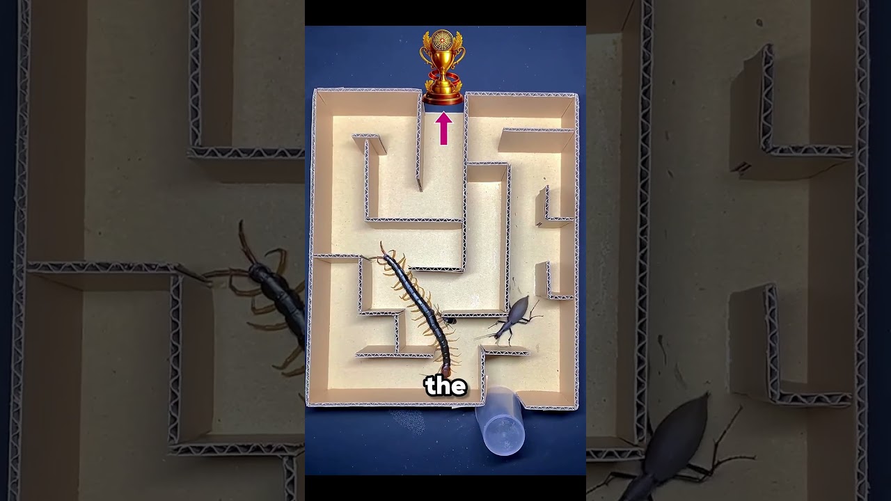 2 Beetles vs 1 Centipede