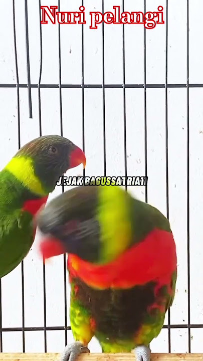 🔴 Suara Nuri pelangi_Perkici Pelangi Birahi #birds  #burungkicaudialamliar #lovebirds #macaw