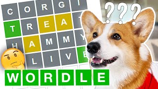 Corgis Play and WIN Wordle for the First Time screenshot 4