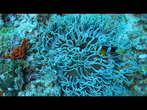 Borneo 2024 -