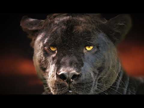 Wideo: Czy czarna pantera ma cętki?