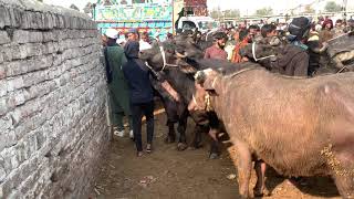 Buffalo Breeding Season Rare Mating Moment Calf Meets Mother Farm Life Video Viral Clip Now Hd Raw