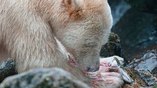 GHOST BEARS: Tracking the Rarest Predator on Earth