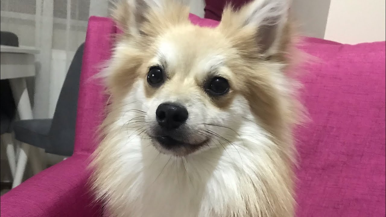 Köpek ve kedi yıkama duş alma temizleme nasıl yapılır YouTube