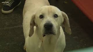 Sevier Co. leaders discuss building new animal shelter