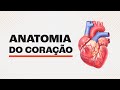 Quiz sobre o Sistema Cardiovascular