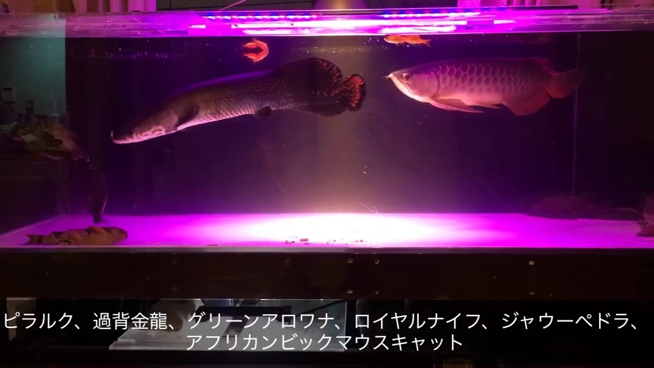大型魚 混泳水槽 ピラルク 過背金龍 グリーンアロワナ アフリカンビッグマウスキャットなど Youtube