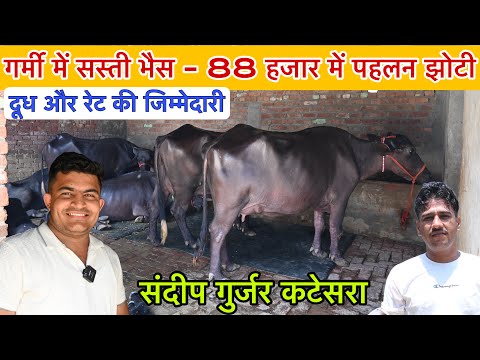 गर्मी में सस्ती भैस 88 हजार में पहलन झोटी । दूध व रेट की जिम्मेदारी । Sandeep Katesra 📞  86840-02359