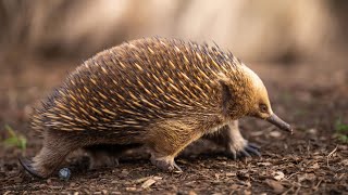 Meet the Echidna — Nature’s Most Mysterious Creature!#Echidna#AnimalFacts#Wildlife#Australia#Nature