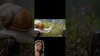 Fakta unik siput #siput #funfact #hewan #shorts
