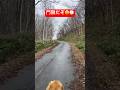 門限ギリギリはダメ🙅‍♂️#shorts #puppy #goldenretriever #多頭飼い #大型犬のいる生活 #散歩 #愛犬