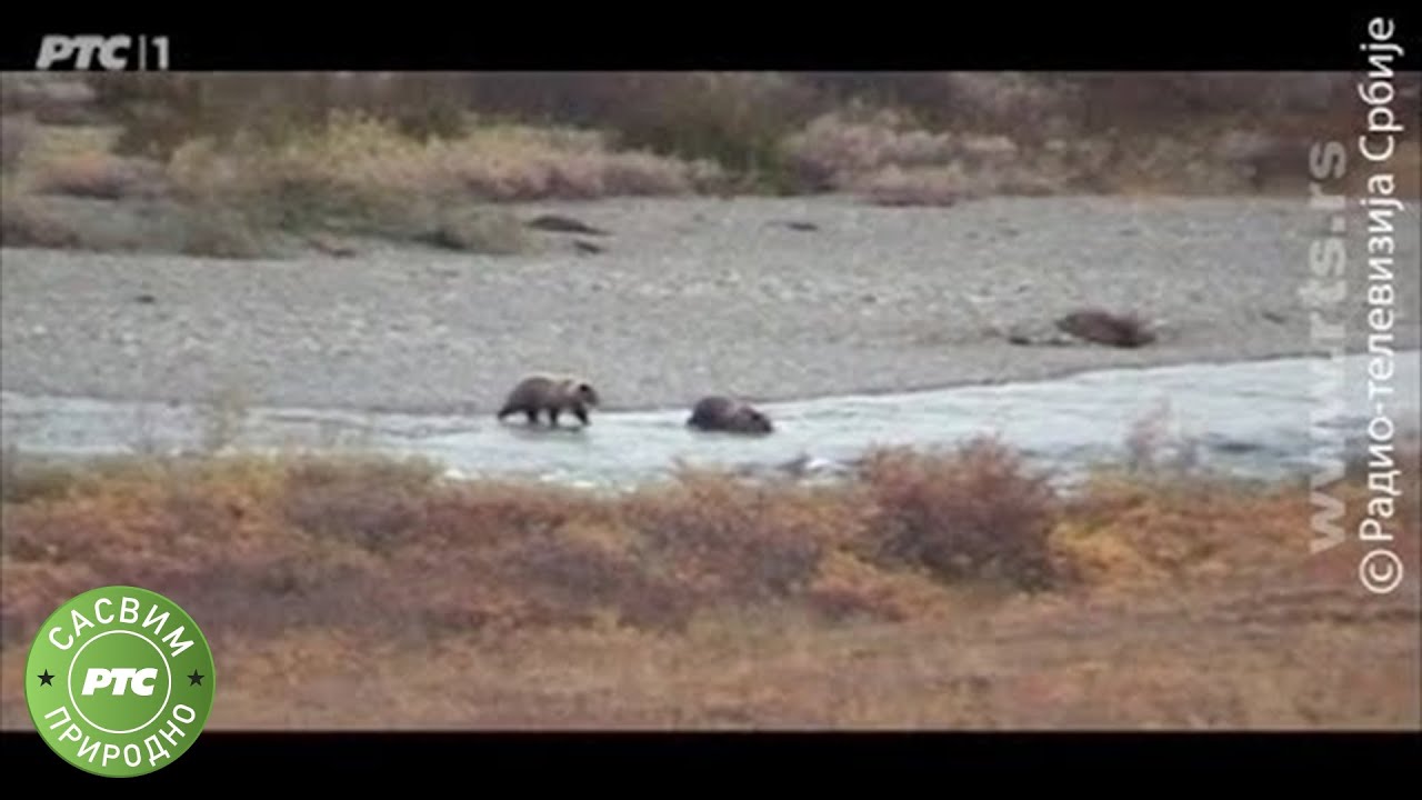Sasvim prirodno: Srbi medvedima ne veruju (Jovan Memedović)