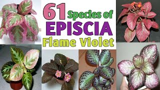 61 Rare EPISCIA (Flame Violet) Species / Episcia Plant varieties with names/ Plant and Planting
