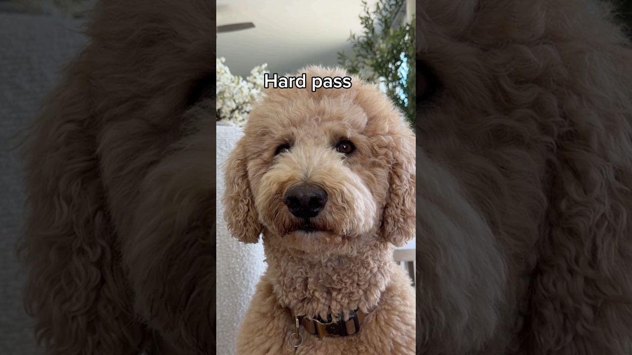 Oliver wants you to know he’s a generous guy @Chewy