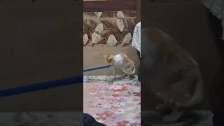 Kaaj korbe maooooo💚💚💚