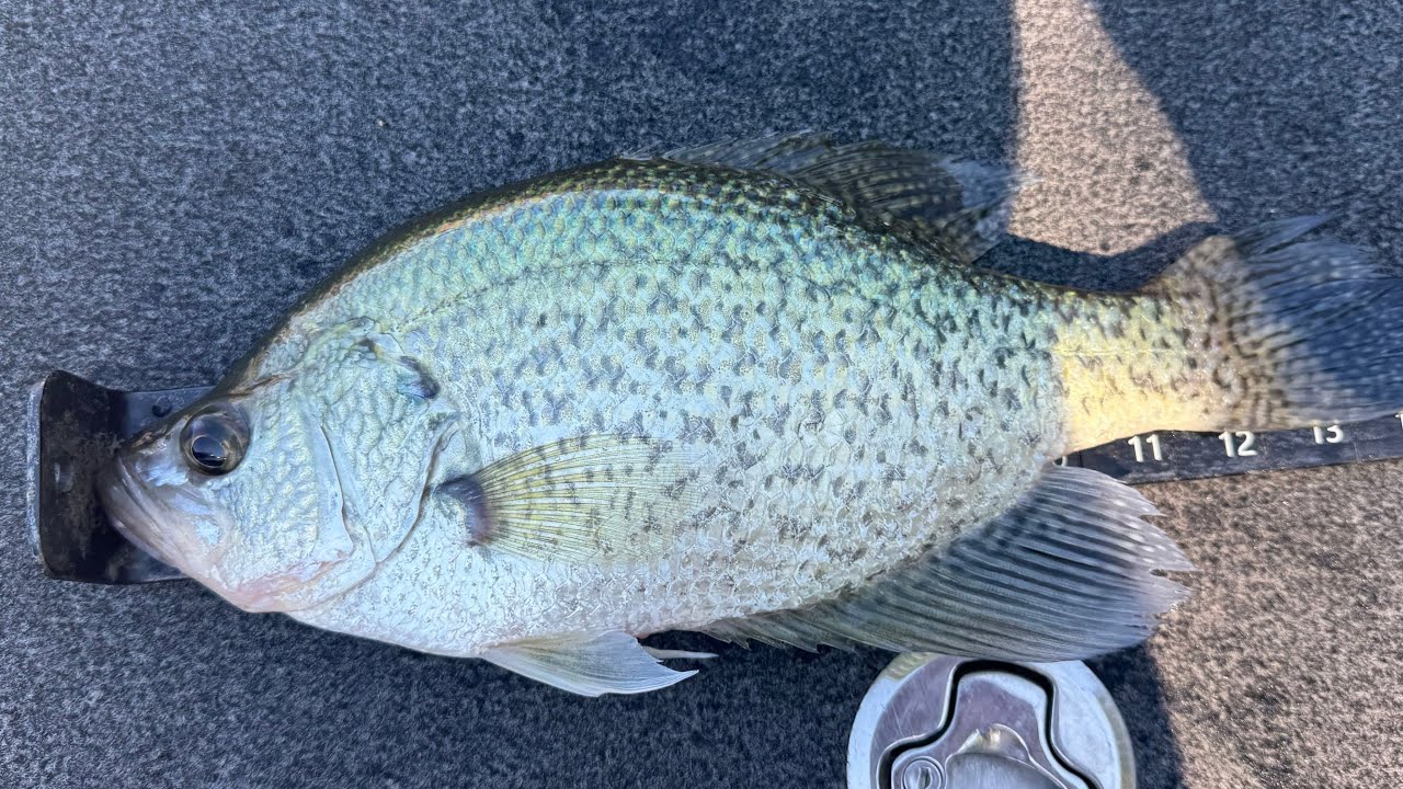 Ловля краппи на озере Пиквик