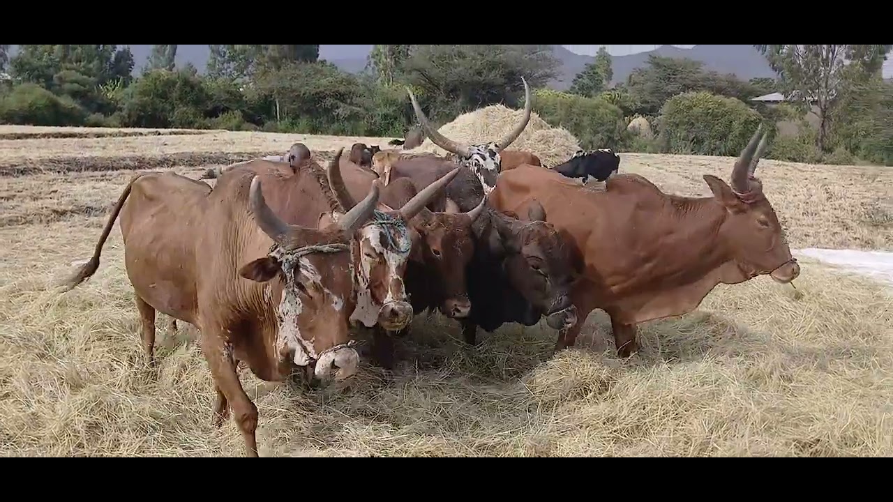 ጦረ ሃም ኾለለ ዓውዲ ኹንብራ በለ  ዕየለ ዕየለ