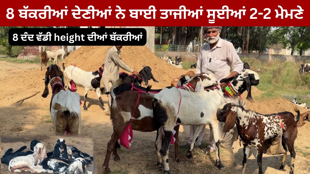 8 ਬੱਕਰੀਆਂ ਤਾਜੀਆਂ ਸੂਈਆਂ ਨਾਲ 2-2 ਮੇਮਣੇ 8 ਦੰਦ ਵੱਡੀ height ਦੀਆਂ ਬੱਕਰੀਆਂ ਲੈਣ ਲਈ ਸੰਪਰਕ ਕਰੋ 76960 68255