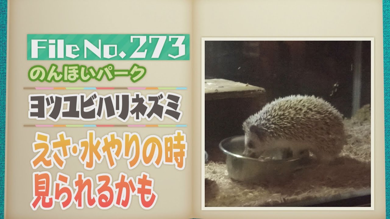 見た目は歩くイガグリ！のんほいパークの「ヨツユビハリネズミ