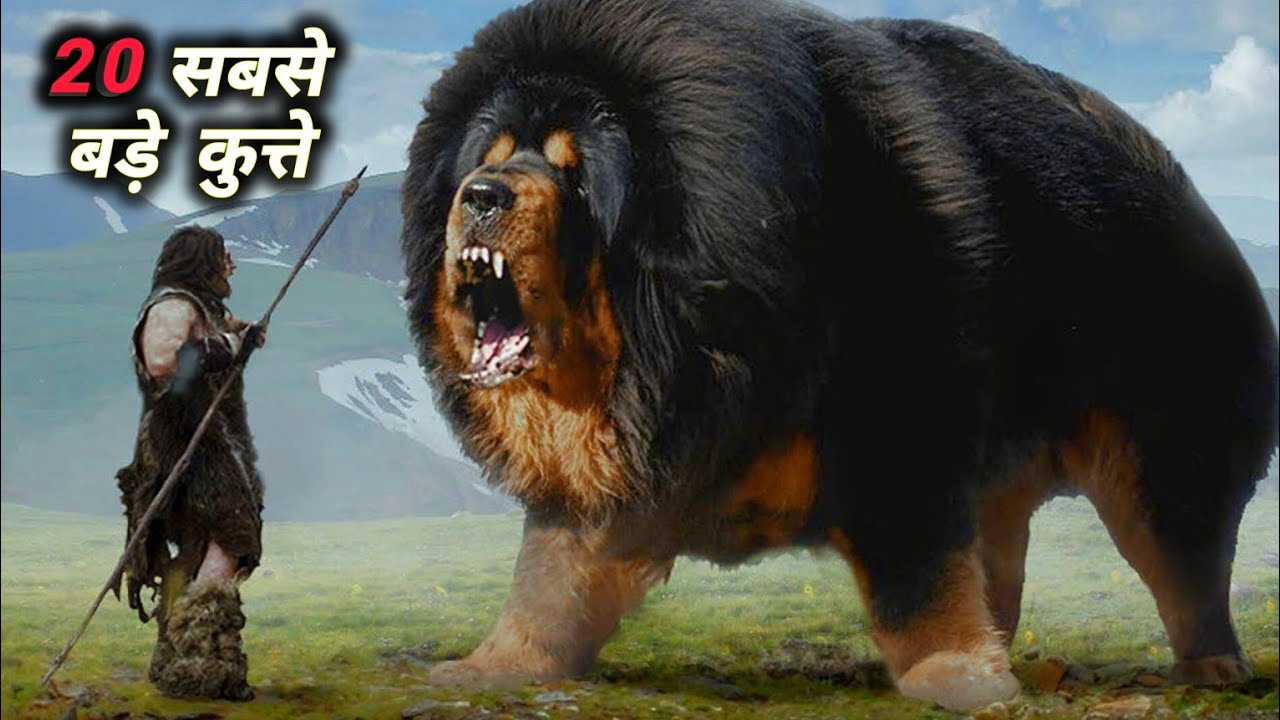 20 कुत्ते जो शेर को भी मात दे सकते हैं !