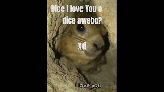 Para mí dice awebo xD #memes #animals #roedor #rat #hamster #humor #fyp #ilucion