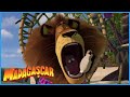 DreamWorks Madagascar | This Is Better Than Steak | Madagascar Movie Clip