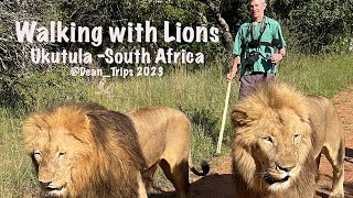 Ukutula South Africa Walking with Lions