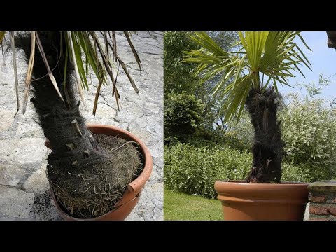 Vídeo: Quan regar les palmeres de sagú: requisits d'aigua per a les palmeres de sagú
