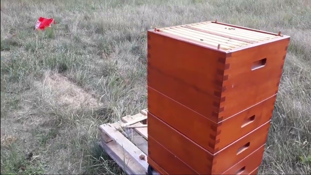 Odkład ze starą matka po 3 miesiącach