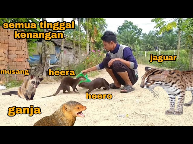 KETIKA SEMUA HEWAN PREDATOR JINAK TANPA SANGKAR class=