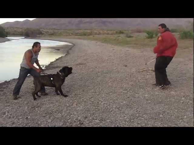 American Bandog Mastiff 2yrs 10months 155lbs