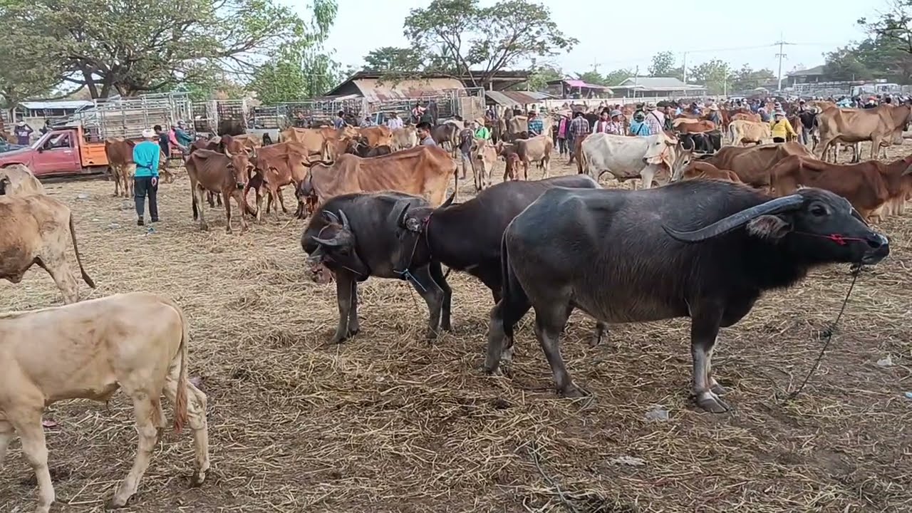 บทสรุป! ตลาดวัววันนี้ 2/3/69 ตลาดวัวส้มป่อย วัวอ้วน นัดนี้อืด??