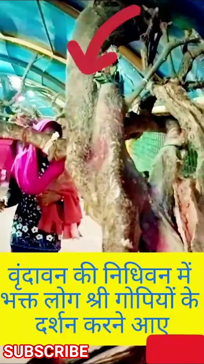 #zsonia Shri Krishna resting in Nidhivan #shorts #nidhivan #krishan #bankebihari #vrindavan