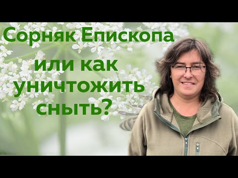 Видео: Сюжет не для впечатлительных. Сорняк Епископа, что это и как с этим бороться?